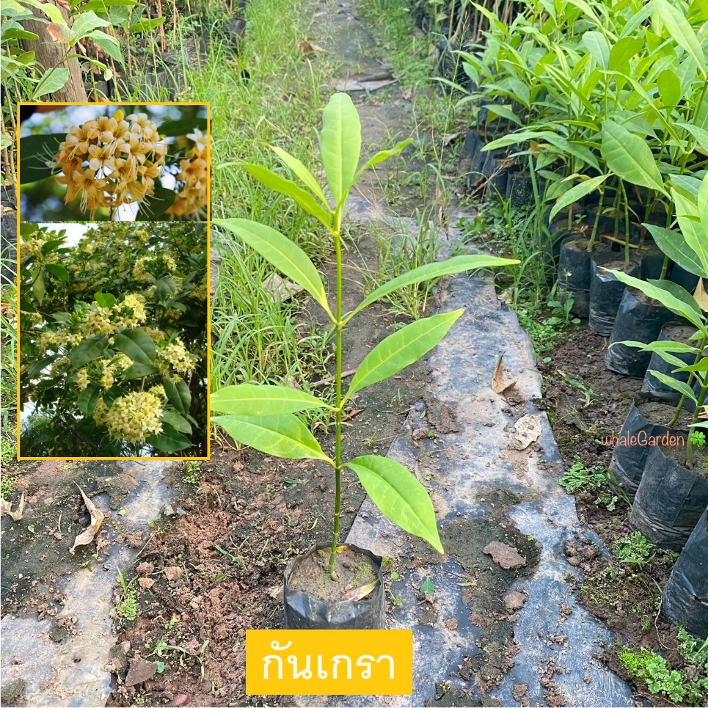 กันเกรา ต้นกันเกรา มันปลา ขนาดถุงเพาะชำ ไม้ยืนต้น ปลูกร่มเงามีดอกหอม Fagraea fragrans (รับประกันสินค้า)