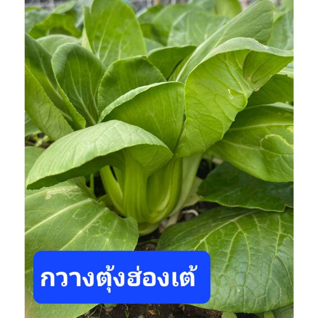 เมล็ดผัก กวางตุ้งฮ่องเต้ 300 เมล็ด ผักกาดฮ่องเต้ เมล็ดผักสวนครัว