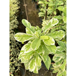 ต้นน้ำเต้าด่าง ไม้ประดับสวน สูง 90-100cm ส่งแบบถุงดำ