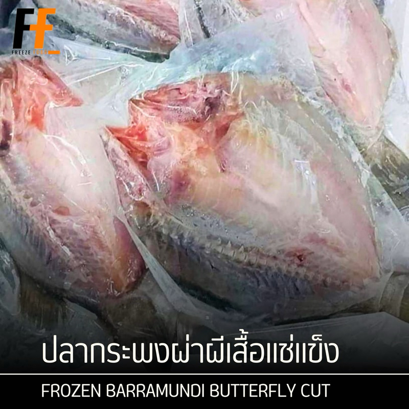 ปลากระพงผ่าผีเสื้อ 400-500 กรัม (หลังผ่า) | FROZEN BARRAMUNDI BUTTERFLY CUT