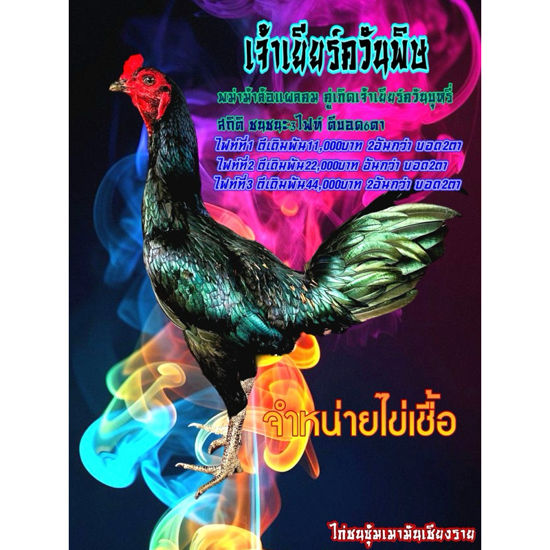 ไข่เชื้อไก่ชนแข้งหน้าพม่าสายเยียร์/เยียร์ดำควันพิษ
