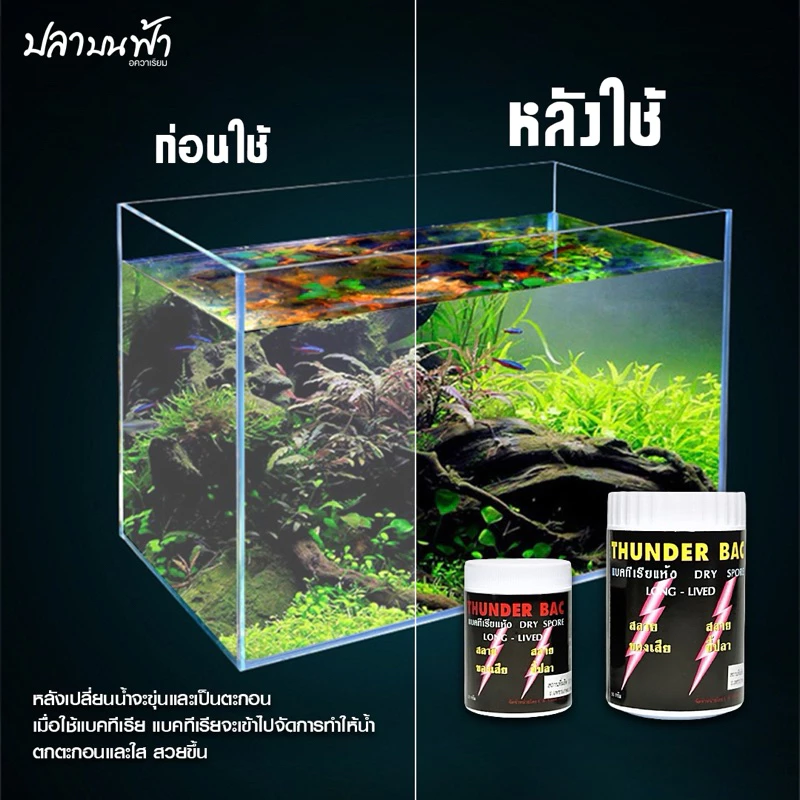 Thunder bac แบคทีเรียชนิดผง สำหรับใส่ตู้ปลา ตู้ไม้น้ำ เพื่อให้น้ำใสปลาแข็งแรง ลดแอมโมเนียย่อยสลายขี้ปลา thumbnail 3