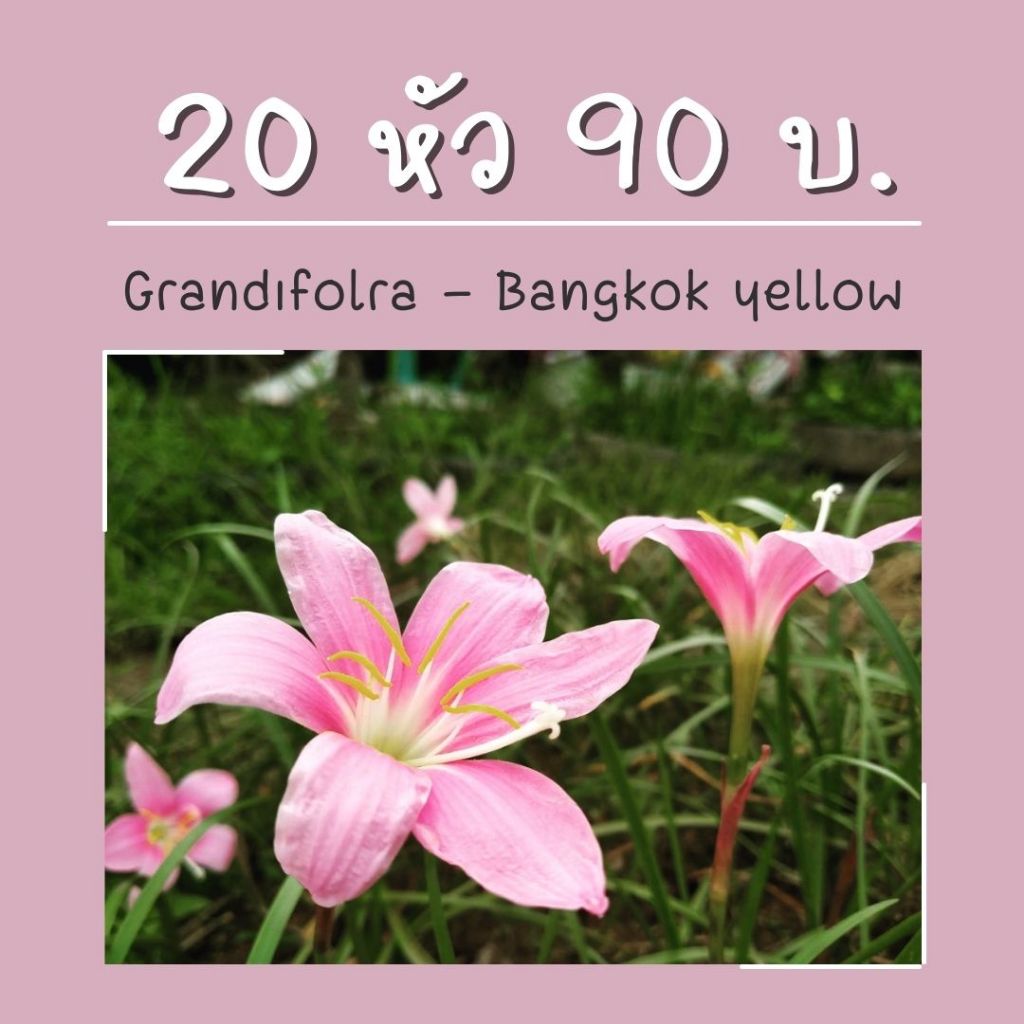 บัวดิน แกรนดิฟอร่า(ชมพู) แบงค์ค็อคเยนโล่(เหลือง) 20หัว