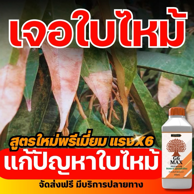 จบปัญหาเชื้อราในขวดเดียว จี6max สุตรน็อคเชื้อราในพืช