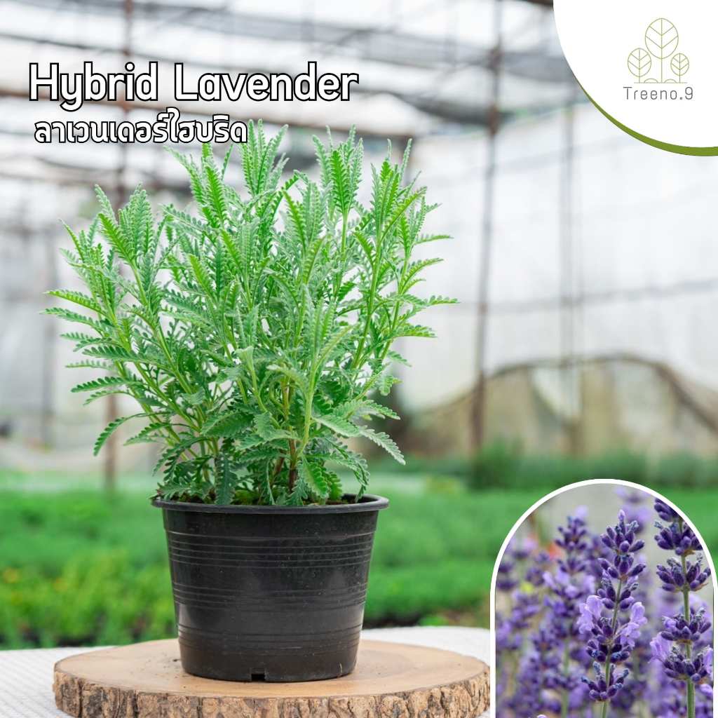 Treeno.9 T36 ลาเวนเดอร์ ไฮบริด กลิ่นหอม (Hybrid Lavender) กระถาง 6 นิ้ว / สูง 30-40 ซม. / สมุนไพรฝรั่ง ดีต่อสุขภาพ
