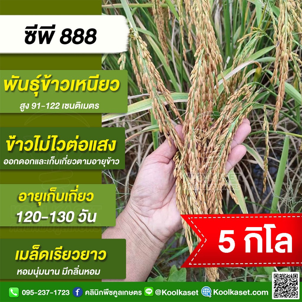 พันธุ์​ข้าว ข้าวเหนียว CP888 ซีพี888 นาปี นาปรัง ไม่ไวแสง อายุ 110-130 วัน บรรจุ 5 กก. พร้อมปลูก คูลเกษตร KR28.2