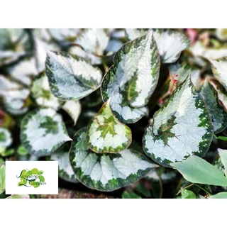 👑ต้นบีโกเนีย Begonia Silver Queen กระถาง4และ6 นิ้ว ไม้กระถาง แต่งสวน👑