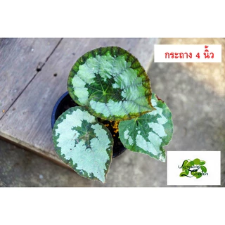 👑ต้นบีโกเนีย Begonia Silver Queen กระถาง4และ6 นิ้ว ไม้กระถาง แต่งสวน👑