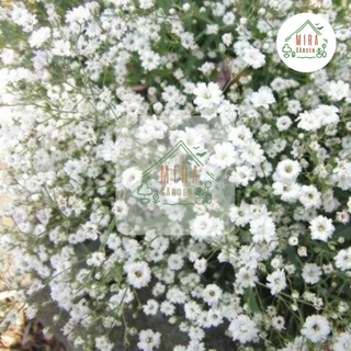 เมล็ดพันธุ์ ดอกจิบโซฟิลล่า(ขาว) บรรจุ 50 เมล็ด