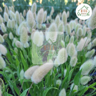 เมล็ดพันธุ์ หญ้าหางกระต่าย บรรจุ 200 เมล็ด