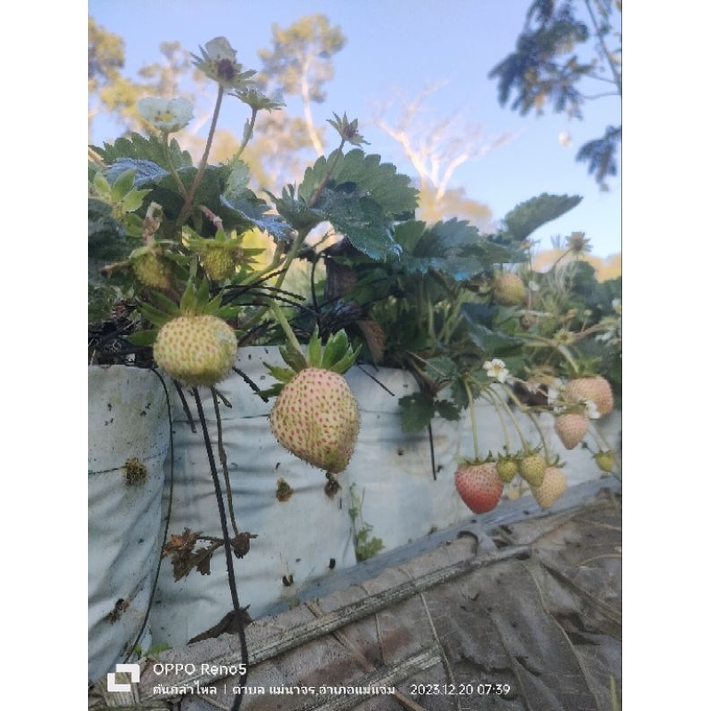 ต้นกล้าสตรอเบอร์รี่ พันธุ์ 80 ชุด 12 ต้น