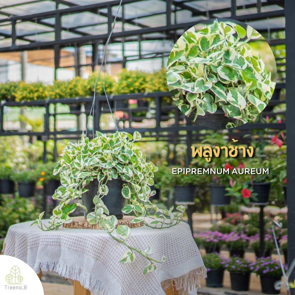 Treeno.9 T20 พลูงาช้าง - ปลูกในบ้านได้ / กระถางแขวน 8 นิ้ว / สูง 20-30 ซม. / ไม้ฟอกอากาศ (Epipremnum Aureum)