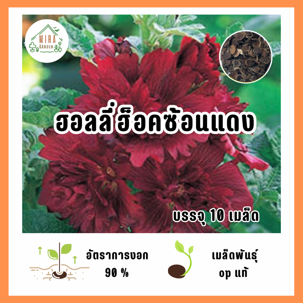 เมล็ดพันธุ์ ดอกฮอลลี่ฮอคซ้อนสีแดง บรรจุ 10 เมล็ด