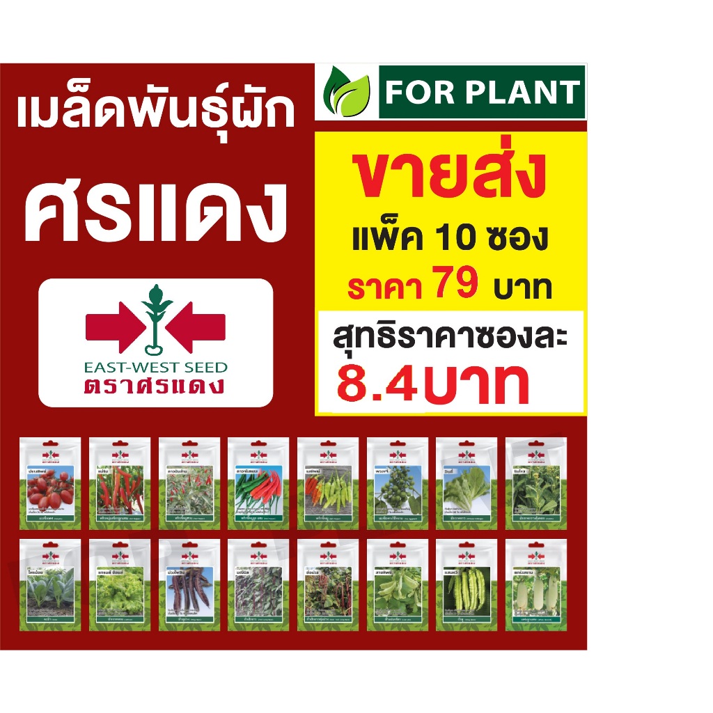 ขายส่ง เมล็ดพันธุ์ ผักซอง ตราศรแดงVP3 ราคาส่ง แพคชนิดล่ะ 10 ซอง ราคาแพคล่ะ 79 บาท