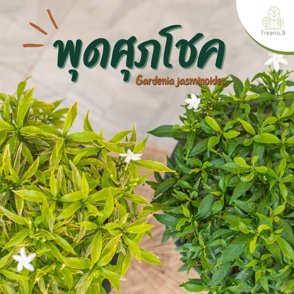Treeno.9 T400 พุดศุภโชค 2สี (Gerdenia Crape Jasmine) กระถาง 10 นิ้ว / สูง 50-55 ซม. / ไม้ประดับ ไม้ดอก (ต้นไม้)
