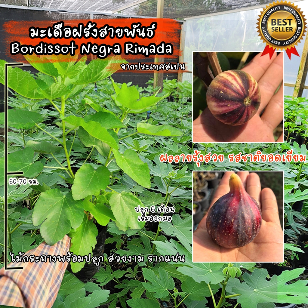มะเดื่อฝรั่ง สายพันธ์ Bordissot Negra Rimada (BNR) จากประเทศสเปน ต้นสวยงาม รากแน่นพร้อมปลูก ไม่ต้องเ