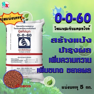 0-0-60​ เรือใบ​ ไข่มุก​(เม็ดแดง) แบ่งบรรจุ 5 Kg. โพแทสเซียม(…