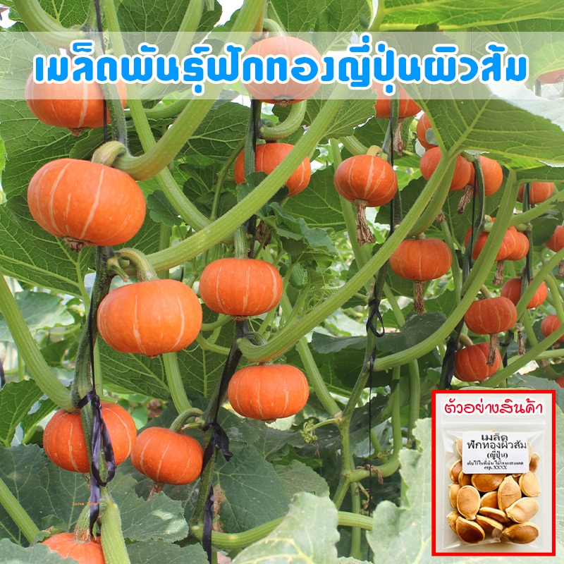 เมล็ดพันธุ์ ฟักทองญี่ปุ่นผิวส้ม 2-5 เมล็ด Orange Japanese Pumpkin ปลูกง่าย โตเร็ว ผลผลิตดี [ซื้อ 10 แถม 1 คละได้]