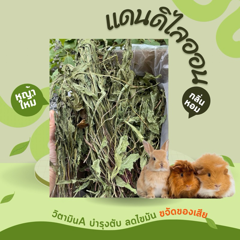 แดนดิไลออนอบแห้งพรีเมี่ยม