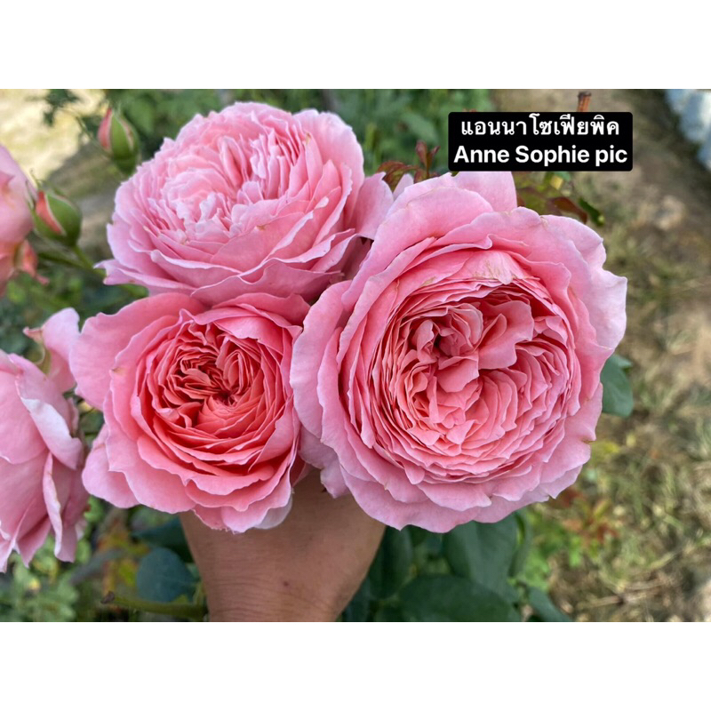 กุหลาบ-แอนนาโซเฟียพิค Anne Sophie Pic (กระถาง 10 นิ้ว) หอมแรง ดอกใหญ่เป็นช่อ แตกกิ่งกระโดงเก่ง