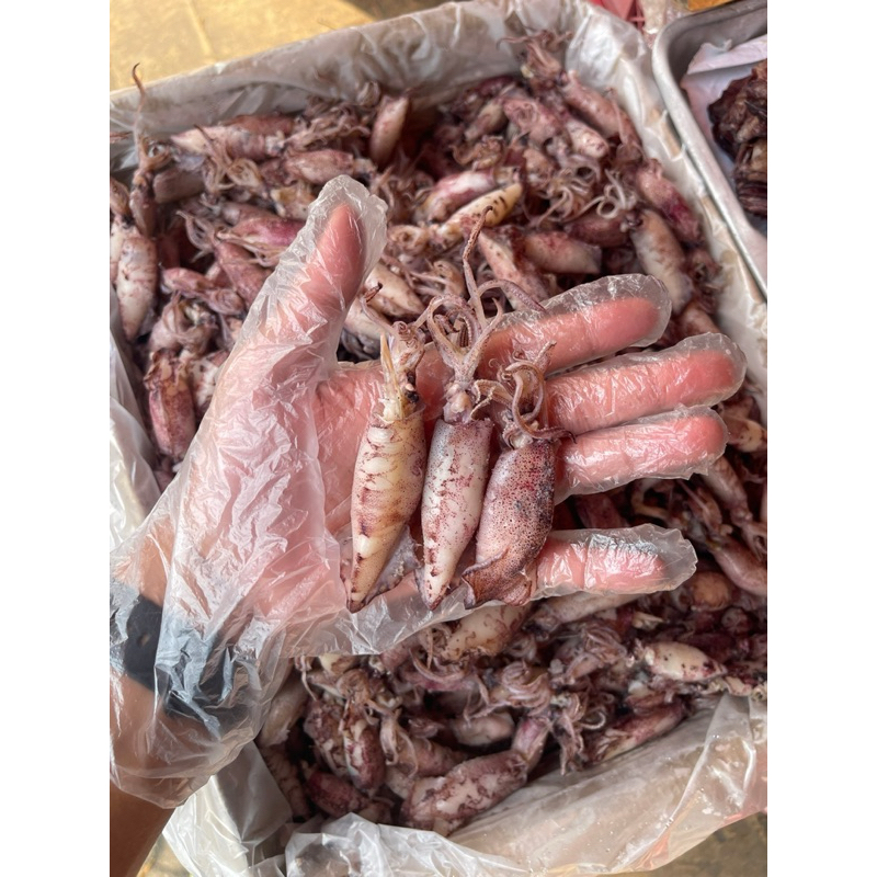 หมึกกะตอยไข่ต้ม ไข่คละ เนื้อนุ่มเด้ง ไม่เค็มพร้อมทาน