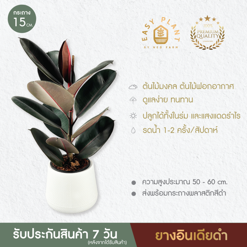 ยางอินเดียดำ ยางอินเดียด่างชมพูไซส์XL🪴ใบสวยใบเงา🪴ต้นไม้ฟอกอากาศ🪴ไม้มงคล🪴ไม้อึดทน  - easyplant