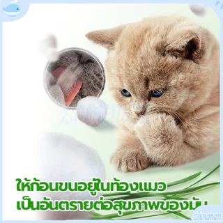 ข้าวสาลีแมว หญ้าแมว ชุดปลูกข้าวสาลี ต้นอ่อนข้าวสาลี ต้นข้าวสาลีแมว เสริมสร้างภูมิคุ้มกัน ลดกลิ่นมูลสัตว์เลี้ยง