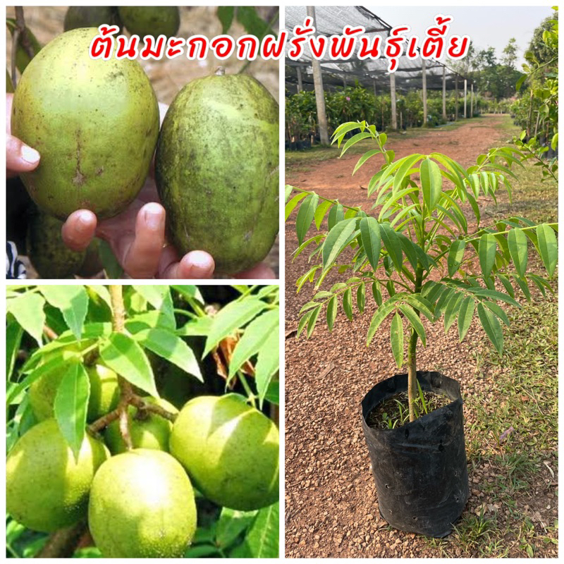 ต้นมะกอกฝรั่ง มะกอกพันธุ์เตี้ย หรือมะกอกกินเนื้อ ผลใหญ่ ผลดก ปลูกง่ายดูแลง่าย