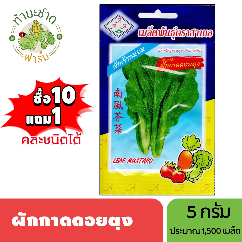 3A (ซื้อ10แถม1) เมล็ดพันธุ์ ผักกาดดอยตุง ขนาด 5 กรัม ประมาณ 1,500 เมล็ด LEAF MUSTARD ผักเจ้าม่อน กาดดอยแก้ว เมล็ดพันธุ์