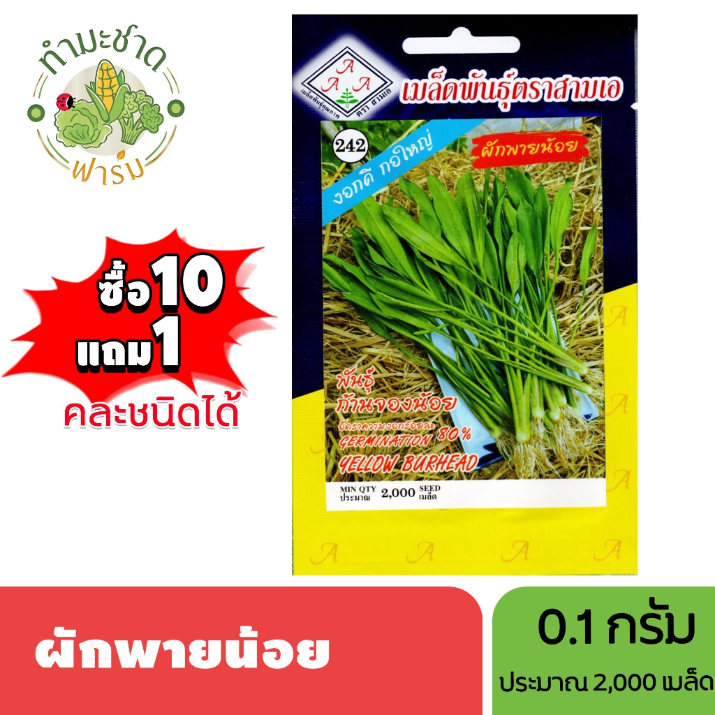 3A (ซื้อ10แถม1) เมล็ดพันธุ์ ผักพายน้อย ขนาด0.1กรัม ประมาณ2,000เมล็ด YELLOW BURHEAD ผักคันจอง ผักก้านจอง ผักพาย เมล็ด