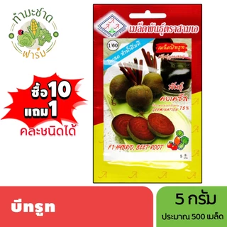 3A (ซื้อ10แถม1) เมล็ดพันธุ์ บีทรูท ขนาด5กรัม ประมาณ500เมล็ด BEET ROOT ผักกาดฝรั่ง ผักกาดแดง เมล็ดพันธุ์พืช เมล็ดผัก