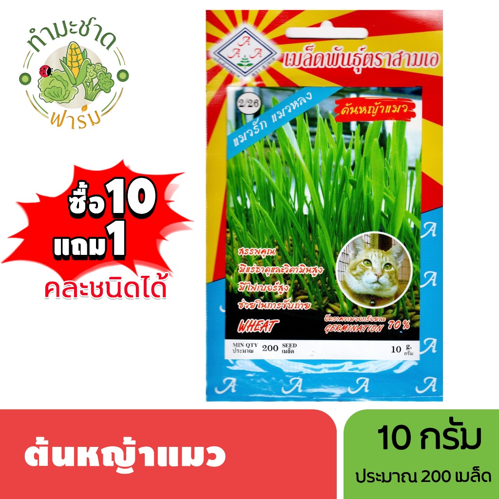 3A (ซื้อ10แถม1) เมล็ดพันธุ์ ต้นหญ้าแมว ข้าวสาลีแมว ขนาด10กรัม ประมาณ200เมล็ด WHEAT ต้นอ่อนข้าวสาลี เมล็ดพันธุ์พืช เมล็ด