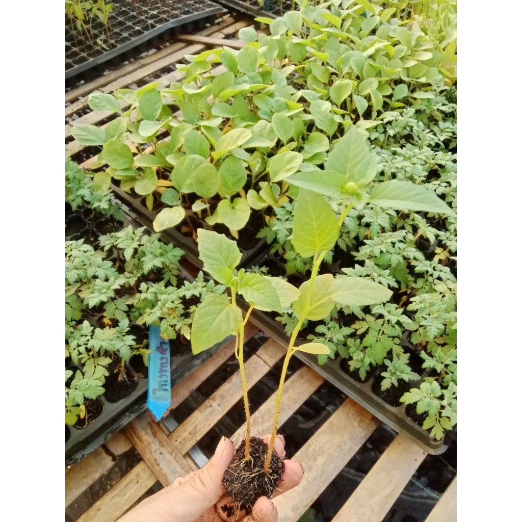 ต้นกล้าโทงเทงฝรั่งสีม่วง  มีประโยชน์ต่อสุขภาพมากมาย เสริมสร้างระบบภูมิคุ้มกัน บำรุงสายตา   กล้าละ 10 บาท - รูปที่ 5