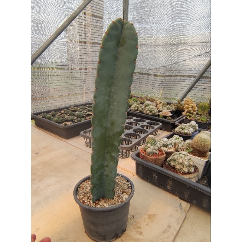 Cereus Jamacaru cactus ยาว  12 เซน