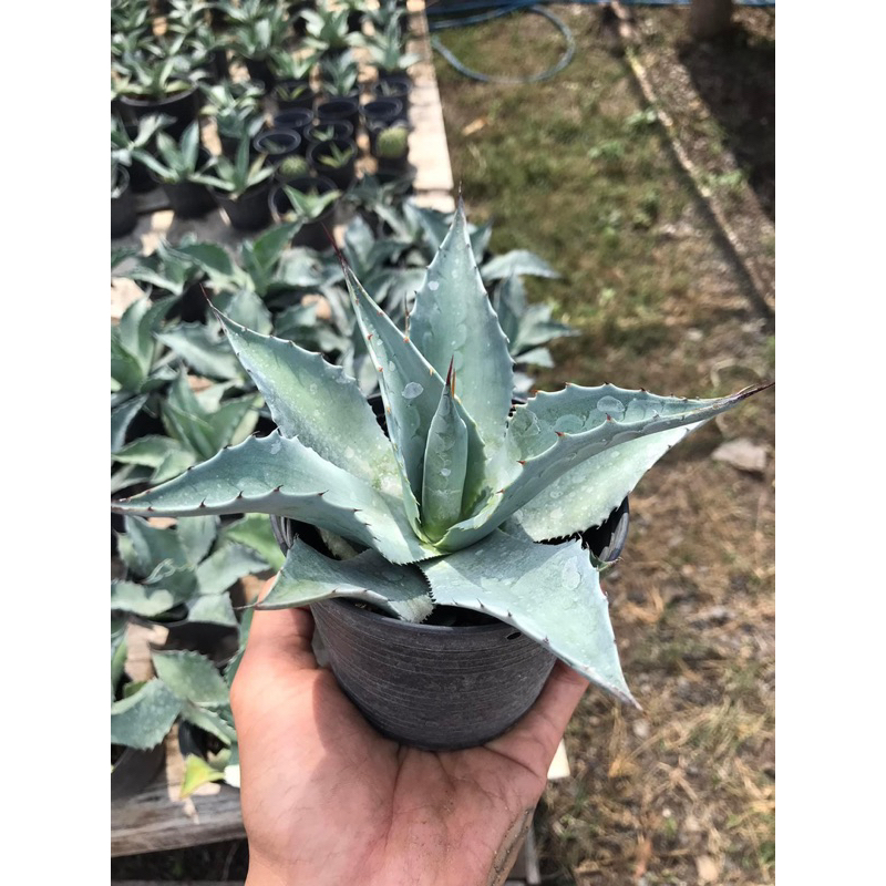 อากาเว่ Agave ovatifolia