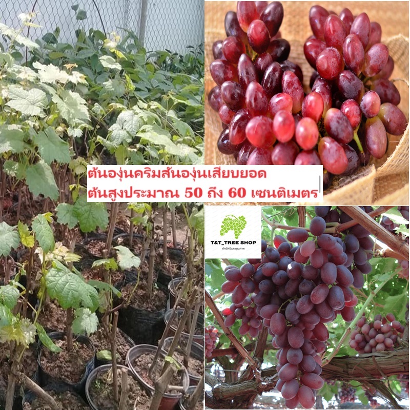 ต้นองุ่นคริมสันองุ่นเสียบยอดต้นสูงประมาณ 50 ถึง 60 เซนติเมตร