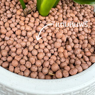 ต้นบารมีเศรษฐี พร้อมกระถางสีขาว5” แถมหินโรยกระถางฟรี