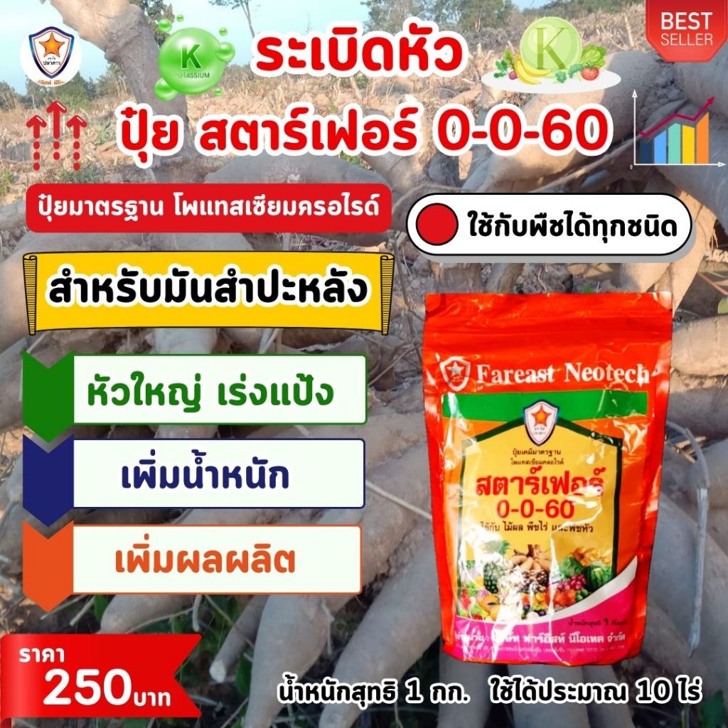 ระเบิดหัว มันสำปะหลัง หัวใหญ่ หัวดก เร่งแป้ง ขยายขนาด เพิ่มน้ำหนัก เพิ่มคุณภาพ ผลผลิต  ด้วย ปุ๋ยสตาร์เฟอร์ 0-0-60