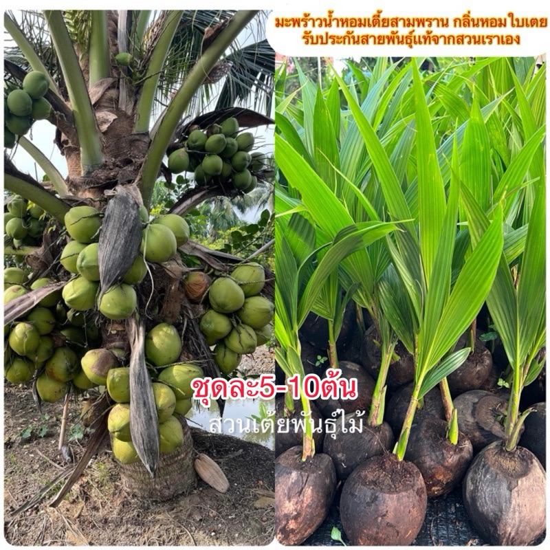 มะพร้าวนํ้าหอมเตี้ยสามพรานชุดละ5-10ต้นกลิ่นหอมใบเตย รับประกันสายพันธุ์เเท้จากสวนเราเอง