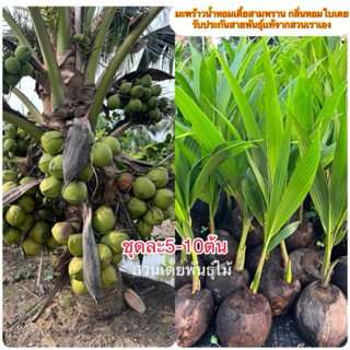 มะพร้าวนํ้าหอมเตี้ยสามพรานชุดละ5-10ต้นกลิ่นหอมใบเตย🌴รับประกั…