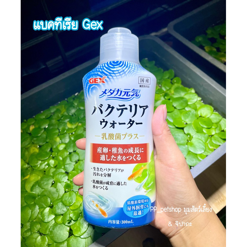 แบคทีเรีย gex เลี้ยงปลาเมดากะจากญี่ปุ่น : แบ่ง ขนาด 30 ml