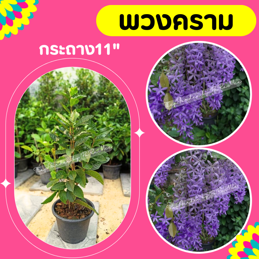 ต้นพวงคราม #พวงคราม สูง 60-100cm.