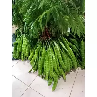 สะตอ สะตอปักษ์ใต้ สะตอข้าวจังหวัดระนอง 30ฝัก
