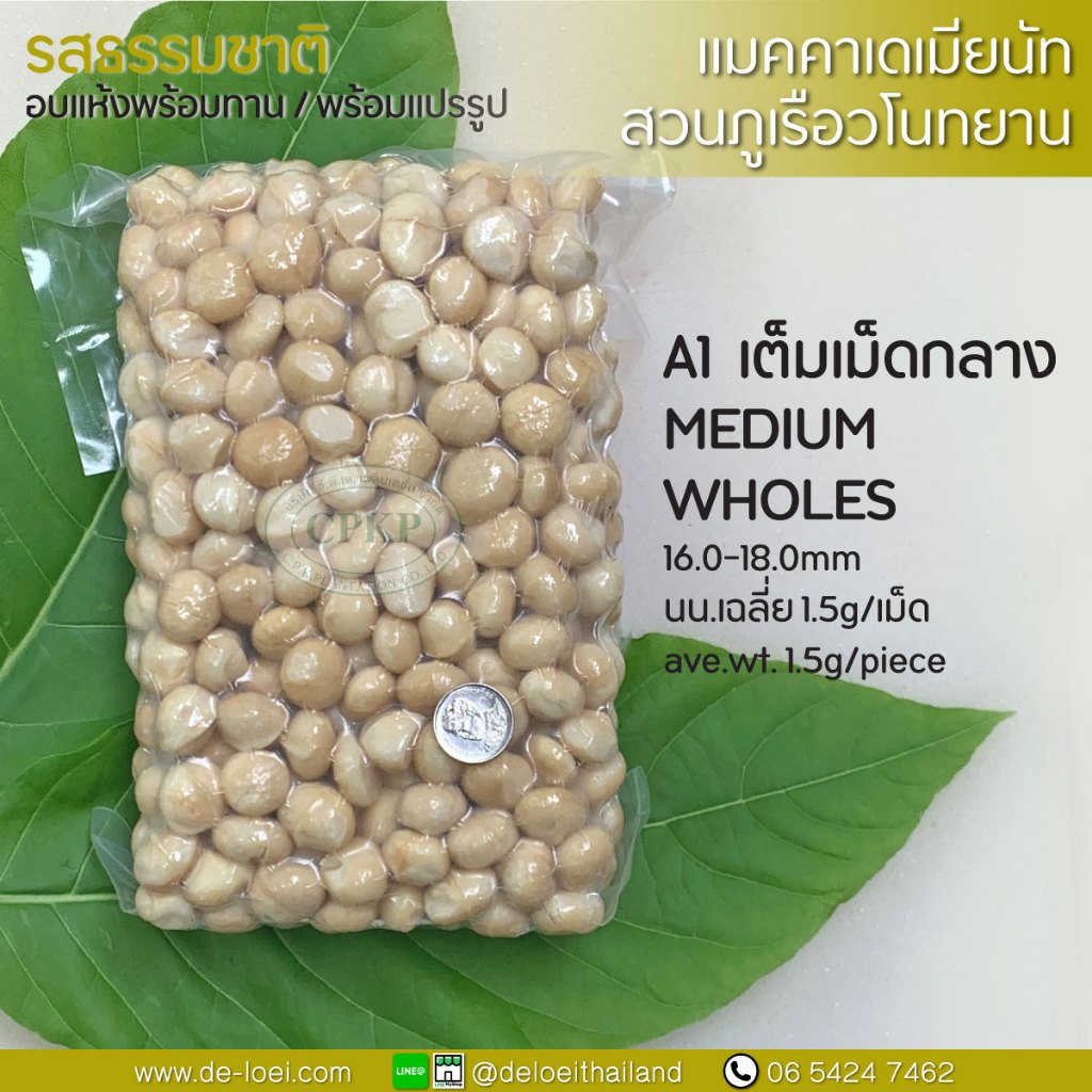 แมคคาเดเมีย อบพร้อมทาน เต็มเม็ดกลาง A1 ยกลัง (5KG) Macadamia nuts