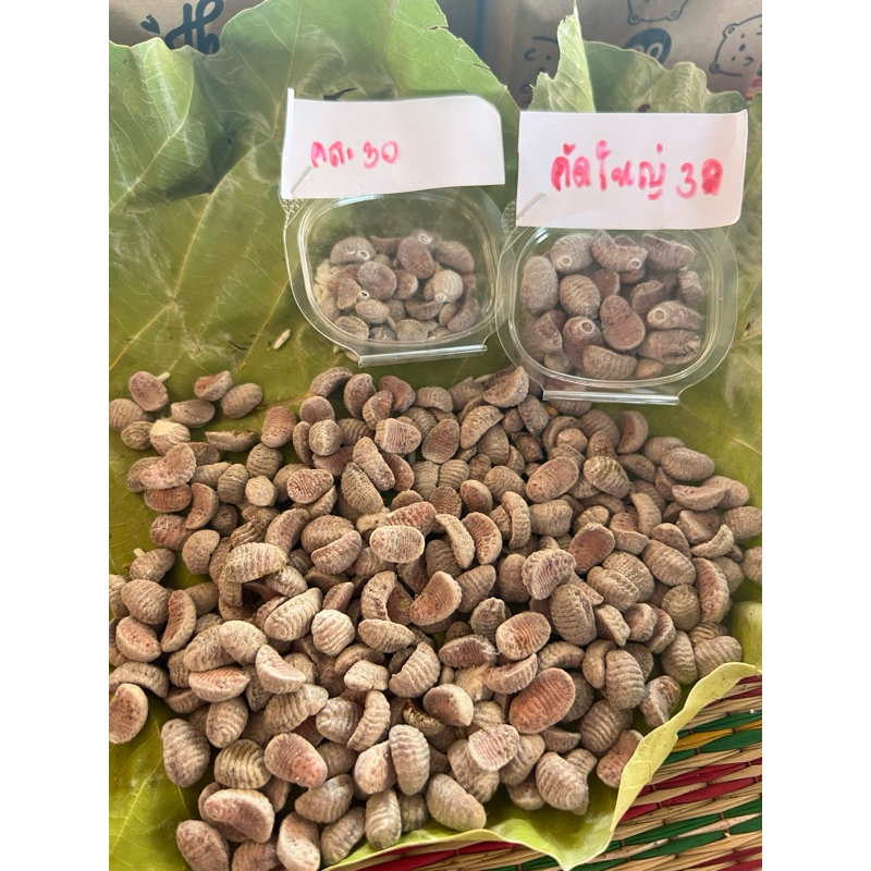 ของป่าหายากปีนึงมีหนึ่งครั้งเฉพาะหน้าร้อน ไข่จักจั่น30ไข่มีคละและคัดใหญ่มีของพร้อมส่งแล้วจ้าสั่งเลย✅✅