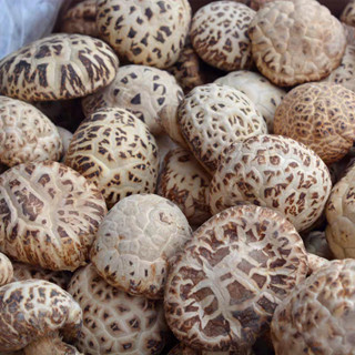 เห็ดหอมญี่ปุ่น เห็ดหูหนูขาวอร่อยและกรอบ AAAA5 กลิ่นหอมเห็ดเข…