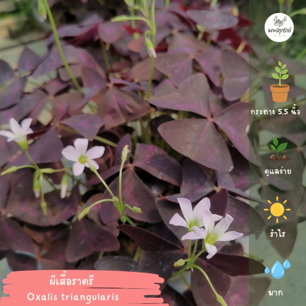 ต้นผีเสื้อราตรี Oxalis triangularis กระถาง 4 นิ้ว กอแน่น (F29)
