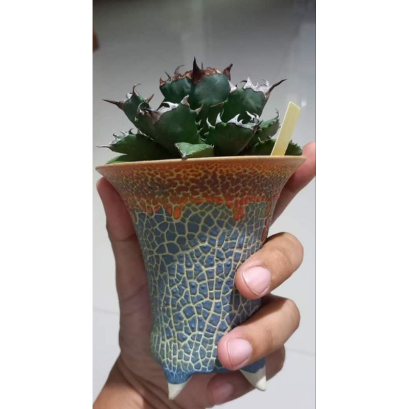 [ขายหน่อ]Agave titanota 'No. 1 compact' อากาเว่ ไม้อวบน้ำ แคคตัส suculent cactus