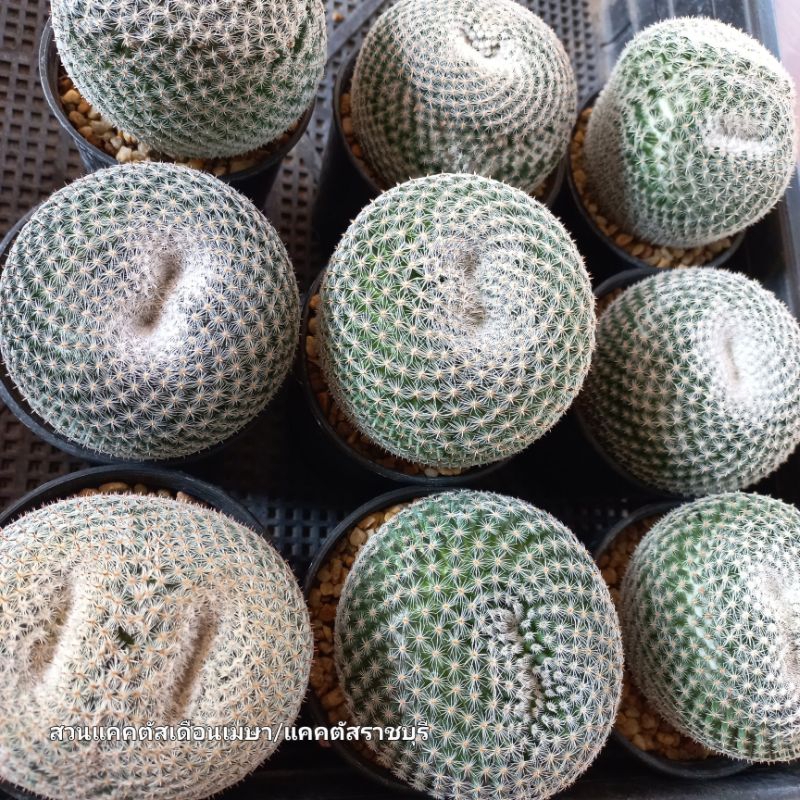 แมมนกฮูก 🦉🦉(Mammillaria microthele ) กำลังแตกตา ไซส์แม่พันธุ์ ขนาดตามภาพ ถอดกระถางส่ง