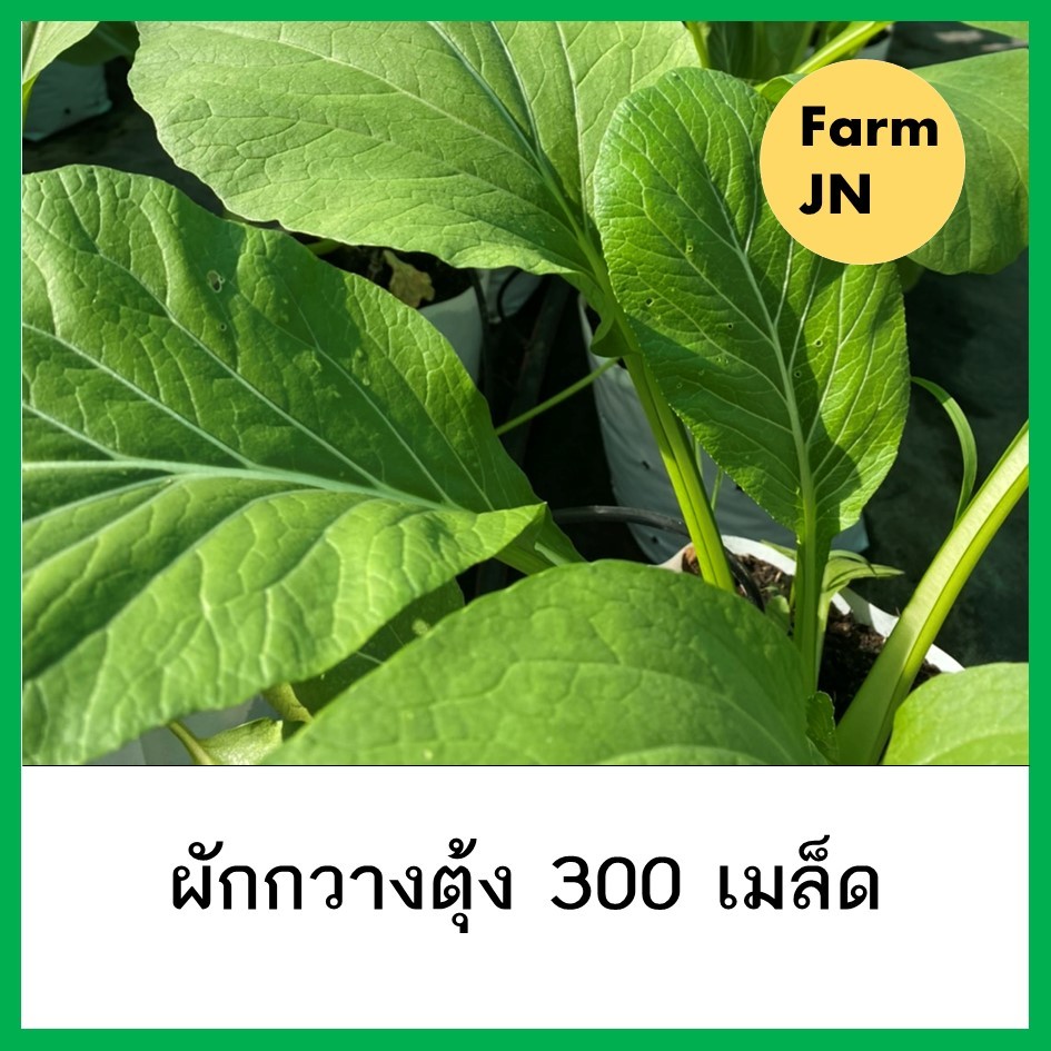 เมล็ดผักกวางตุ้ง เมล็ดผักสวนครัว เมล็ดผัก 10แถม1คละได้ ราคา ถูกที่สุด ดีลบีเคเค รูปภาพหลัก